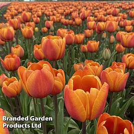 Tulip Bronze Perfection