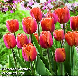 Tulip Brown Sugar