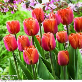 Tulip Brown Sugar