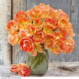 Tulip Charming Beauty