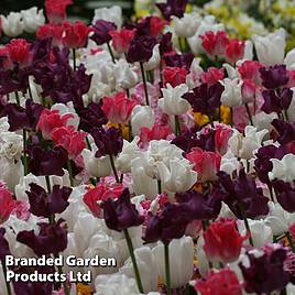Tulip Crown Mix