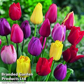 Tulip Darwin Mixed