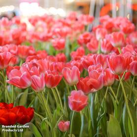 Tulip Dynasty