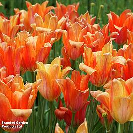Tulip El Nino