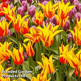 Tulip Fire Wings
