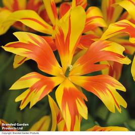 Tulip Fire Wings