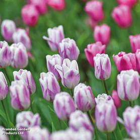 Tulip Flaming Flag
