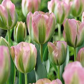 Tulip Greenland