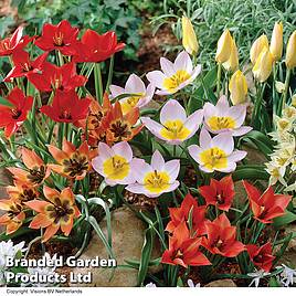 Tulip Ground Cover Mix