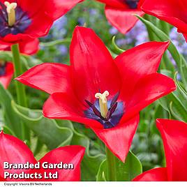 Tulip Invitation