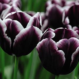 Tulip Jackpot