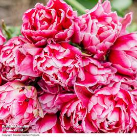 Tulip Love Whisper