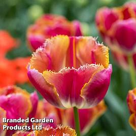 Tulip Miami Sunset