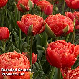 Tulip Orange Flavour