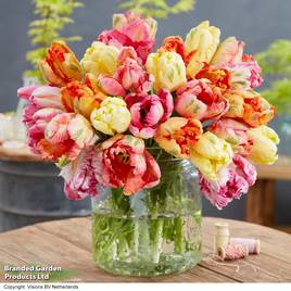 Tulip Parrot Mixed