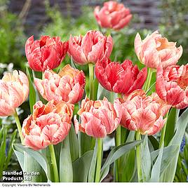Tulip Peptalk