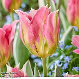 Tulip Pink Artist