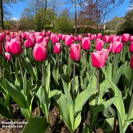 Tulip Pink Giant