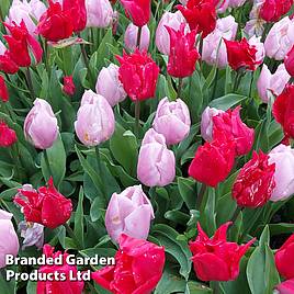 Tulip Prince Mix