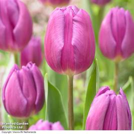 Tulip Purple Flag
