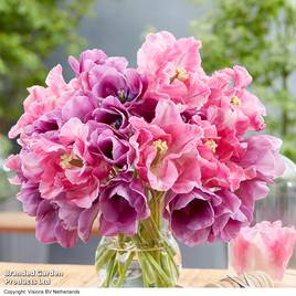 Tulip Purple Shades Mix
