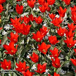 Tulip Red Riding Hood