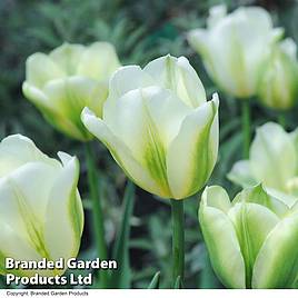 Tulip Spring Green