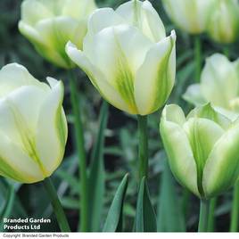 Tulip Spring Green