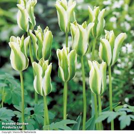 Tulip Spring Green