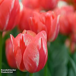 Tulip Spryng Break