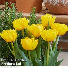 Tulip Sunspot
