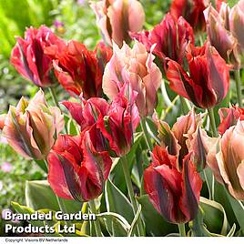 Tulip Viridiflora Mix