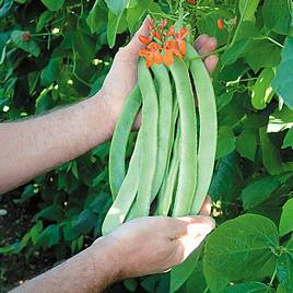 Runner Bean Enorma - Seeds