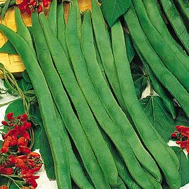 Runner Bean Seeds - Prizewinner