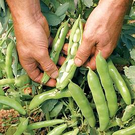 Bean (Broad) Plants - The Sutton