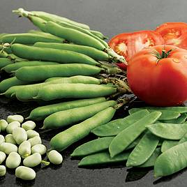 Broad Bean Listra - Seeds