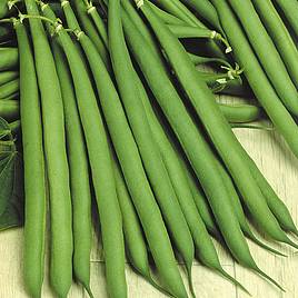 Dwarf French Bean Stanley - Seeds