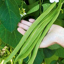 Runner Bean Seeds - Moonlight  Bulk Pack