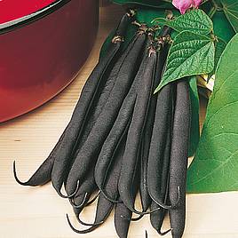 Dwarf French Bean Purple Teepee - Seeds
