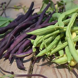 Climbing French Bean Mix - Seeds