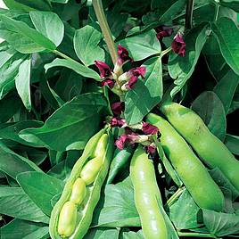 Broad Bean Crimson Flowered - Seeds
