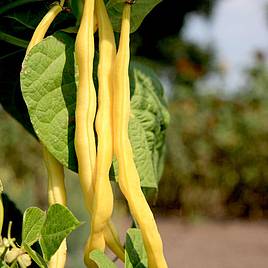 Bean Climbing French (Organic) Seeds - Neckargold