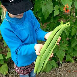 Runner Bean Guinness Record - Seeds