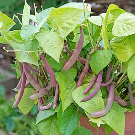 Rob Smith Heritage Seed Veg Collection