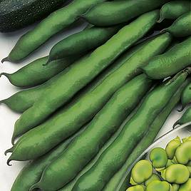 Broad Bean Seeds - Imperial Green Longpod