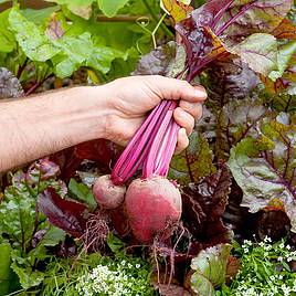 Beetroot Bulls Blood - Seeds