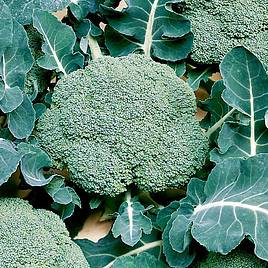 Broccoli Calabrese (Organic) Seeds - Belstar F1
