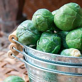 Brussels Sprout Seeds - Crispus F1
