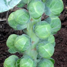 Brussels Sprout (Organic) Seeds - F1 Doric
