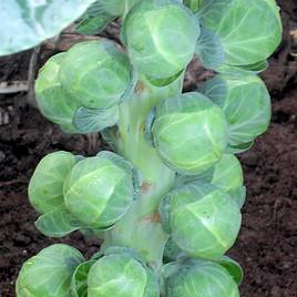 Brussels Sprout Doric F1 (Organic) - Seeds